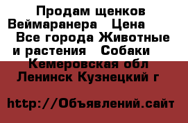 Продам щенков Веймаранера › Цена ­ 30 - Все города Животные и растения » Собаки   . Кемеровская обл.,Ленинск-Кузнецкий г.